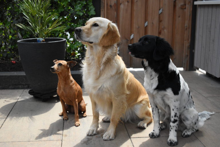 drie honden op een rij kleine bruine, een blonde en een zwart witte